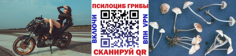 Псилоцибиновые грибы Magic Shrooms  Купить где  Старица 